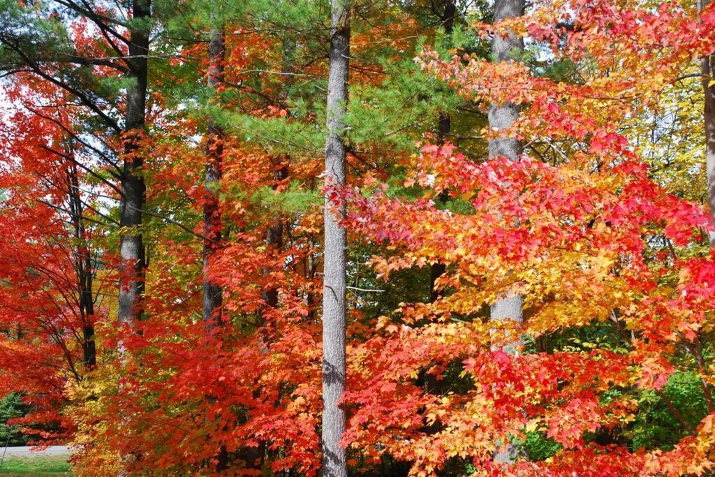 The Mountainside By Escapades Tremblant Daire Mont-Tremblant Dış mekan fotoğraf